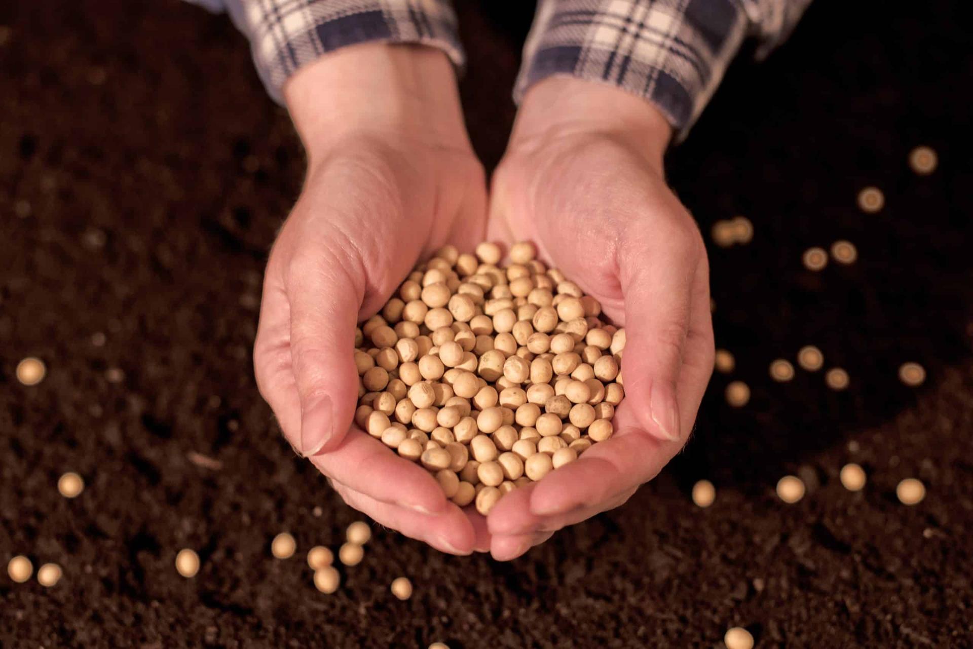 Conectando raízes com o futuro: como os produtores estão modificando suas práticas de cultivo