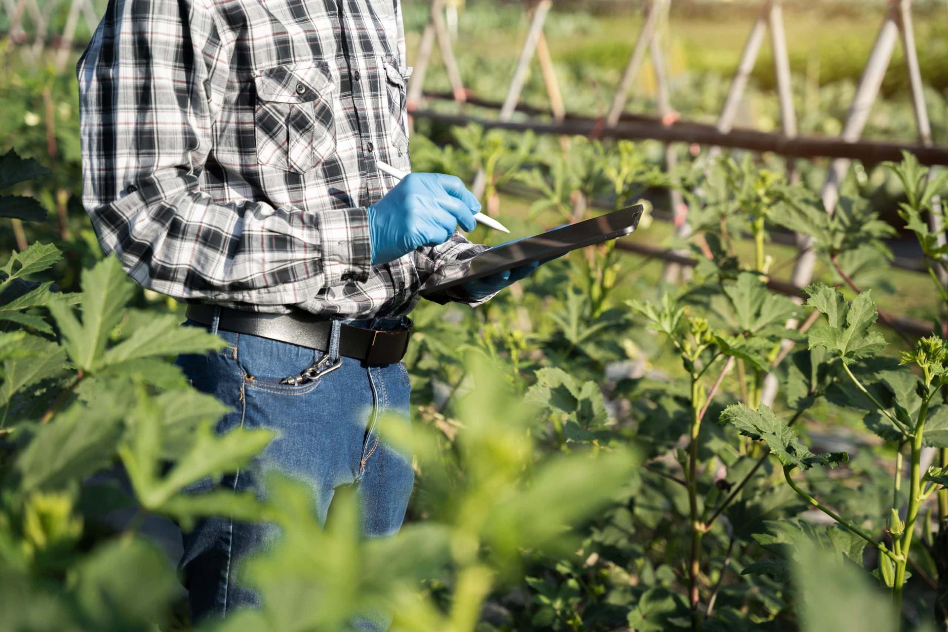 Conectados à terra: a importância da informação digital no dia a dia da fazenda