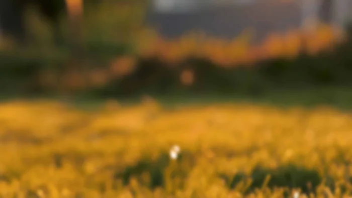 Campo dourado ao entardecer